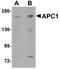 Anaphase Promoting Complex Subunit 1 antibody, orb75406, Biorbyt, Western Blot image 