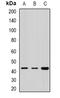 Rab effector Noc2 antibody, orb340876, Biorbyt, Western Blot image 