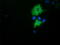 Phosphoinositide-3-Kinase Adaptor Protein 1 antibody, TA501721, Origene, Immunofluorescence image 