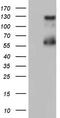 Zinc finger protein GLI1 antibody, TA803918, Origene, Western Blot image 