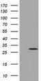 Pyrroline-5-Carboxylate Reductase 3 antibody, TA502032, Origene, Western Blot image 