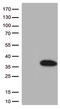 BCL2 Like 1 antibody, TA506188BM, Origene, Western Blot image 