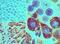 Piwi-like protein 2 antibody, PA5-23438, Invitrogen Antibodies, Immunohistochemistry paraffin image 
