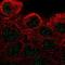 Zinc Finger Protein 432 antibody, NBP2-56574, Novus Biologicals, Immunofluorescence image 