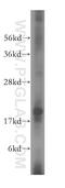 Microfibrillar-associated protein 5 antibody, 15727-1-AP, Proteintech Group, Western Blot image 
