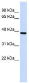 F-Box Protein 24 antibody, TA329820, Origene, Western Blot image 