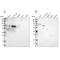 FERM Domain Containing 5 antibody, PA5-52850, Invitrogen Antibodies, Western Blot image 