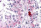 Doublecortin Like Kinase 3 antibody, MBS243282, MyBioSource, Immunohistochemistry frozen image 
