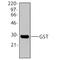GST antibody, 640802, BioLegend, Western Blot image 