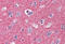 Neuronal-specific septin-3 antibody, MBS243091, MyBioSource, Immunohistochemistry frozen image 