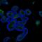 Villin 1 antibody, PB9457, Boster Biological Technology, Immunofluorescence image 