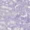 Microfibrillar-associated protein 2 antibody, HPA007354, Atlas Antibodies, Immunohistochemistry paraffin image 