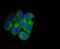 Autophagy Related 7 antibody, NBP2-67596, Novus Biologicals, Immunofluorescence image 