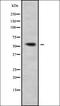 RAB3A Interacting Protein antibody, orb378392, Biorbyt, Western Blot image 