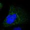 Serpin B5 antibody, HPA019025, Atlas Antibodies, Immunofluorescence image 