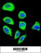 Protocadherin Gamma Subfamily A, 8 antibody, 56-177, ProSci, Immunofluorescence image 