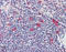 HSP90 antibody, ADI-SPA-846-D, Enzo Life Sciences, Immunohistochemistry frozen image 