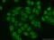 Cyclic AMP-dependent transcription factor ATF-1 antibody, 11946-1-AP, Proteintech Group, Immunofluorescence image 