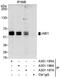 Abl Interactor 1 antibody, A301-195A, Bethyl Labs, Immunoprecipitation image 