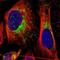 Mitochondrial Ribosomal Protein L45 antibody, HPA023385, Atlas Antibodies, Immunocytochemistry image 