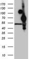 Homeobox protein Hox-A3 antibody, LS-C792827, Lifespan Biosciences, Western Blot image 