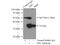 Microtubule Associated Protein RP/EB Family Member 1 antibody, 17717-1-AP, Proteintech Group, Immunoprecipitation image 