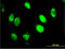Gamma-interferon-inducible protein 16 antibody, LS-B11853, Lifespan Biosciences, Immunofluorescence image 