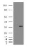 Aldo-Keto Reductase Family 1 Member A1 antibody, orb18681, Biorbyt, Western Blot image 