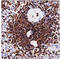 CD45 antibody, AM32858PU-T, Origene, Immunohistochemistry paraffin image 