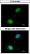 SAFB1 antibody, GTX101450, GeneTex, Immunofluorescence image 