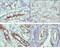 Protein Wnt-10b antibody, M02574, Boster Biological Technology, Immunohistochemistry frozen image 