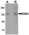 NLR Family CARD Domain Containing 3 antibody, orb94576, Biorbyt, Western Blot image 