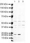 Anaphase Promoting Complex Subunit 7 antibody, PA5-19424, Invitrogen Antibodies, Western Blot image 