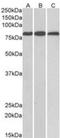 Midline 2 antibody, NB100-1167, Novus Biologicals, Western Blot image 