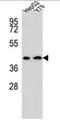 Aminoadipate Aminotransferase antibody, AP50010PU-N, Origene, Western Blot image 