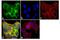 Prostaglandin-Endoperoxide Synthase 1 antibody, 35-8100, Invitrogen Antibodies, Immunofluorescence image 