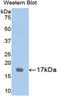 Visual system homeobox 2 antibody, LS-C296987, Lifespan Biosciences, Western Blot image 