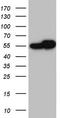 RAD23 Homolog B, Nucleotide Excision Repair Protein antibody, TA804868, Origene, Western Blot image 
