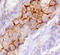 Cadherin Related Family Member 5 antibody, AF3826, R&D Systems, Immunohistochemistry frozen image 