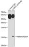 H2A Histone Family Member X antibody, 14-029, ProSci, Immunoprecipitation image 