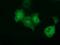 Peroxisomal trans-2-enoyl-CoA reductase antibody, GTX83913, GeneTex, Immunofluorescence image 
