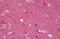 Synuclein antibody, MBS243952, MyBioSource, Immunohistochemistry paraffin image 
