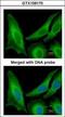 Secretion Associated Ras Related GTPase 1B antibody, GTX109170, GeneTex, Immunofluorescence image 