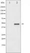 Cyclic AMP-responsive element-binding protein 1 antibody, TA325384, Origene, Western Blot image 