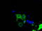 Bruton Tyrosine Kinase antibody, LS-C115134, Lifespan Biosciences, Immunofluorescence image 