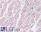 Brain-specific angiogenesis inhibitor 3 antibody, LS-B3397, Lifespan Biosciences, Immunohistochemistry paraffin image 