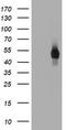 CD4 antibody, TA800561S, Origene, Western Blot image 