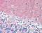 Thy-1 Cell Surface Antigen antibody, 49-018, ProSci, Immunohistochemistry frozen image 