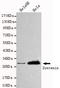 Syndecan Binding Protein antibody, TA347044, Origene, Western Blot image 