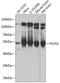 HSN antibody, 14-941, ProSci, Western Blot image 